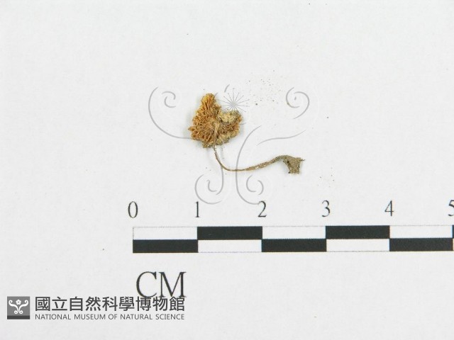 登錄號:F0008477藏品圖，第3張