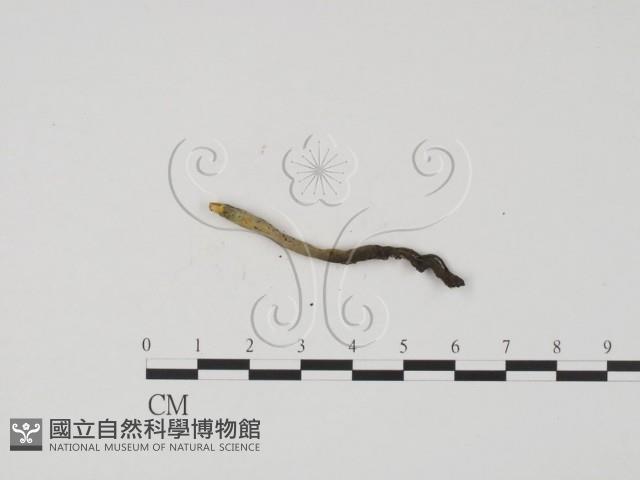 炭角菌屬藏品圖，第3張