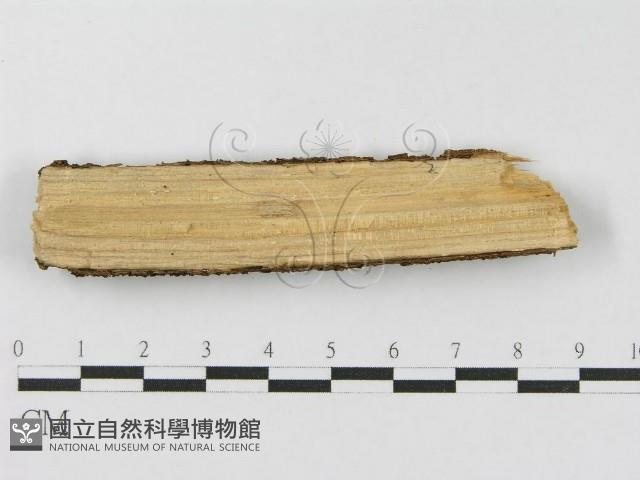 登錄號:F0010477藏品圖，第3張