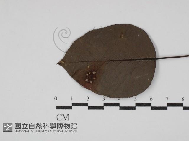 登錄號:F0030477藏品圖，第3張