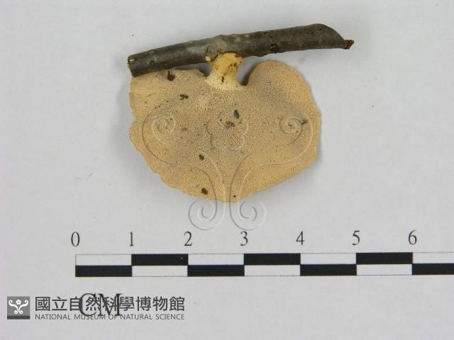 登錄號:F0006477藏品圖，第3張