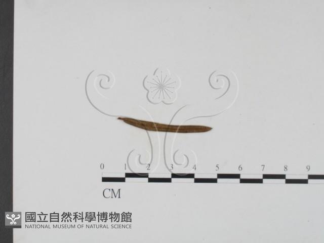 登錄號:F0011477藏品圖，第3張