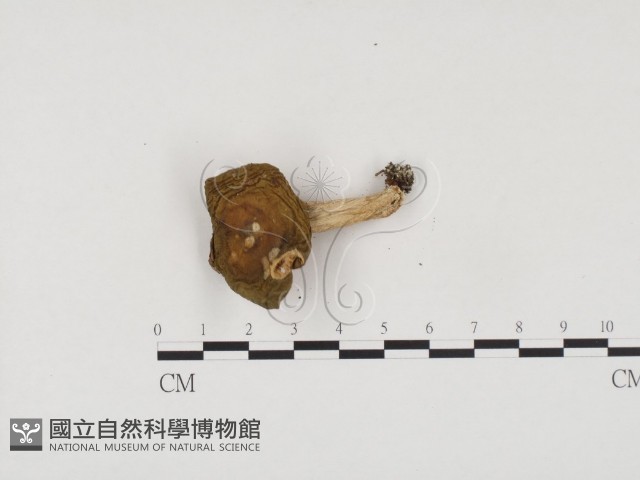 登錄號:F0024477藏品圖，第3張