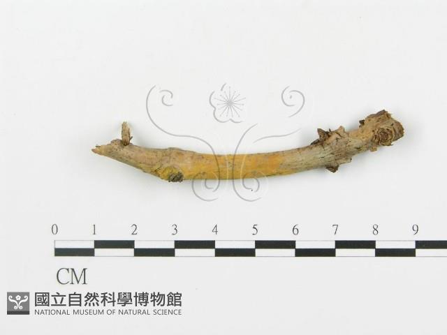 登錄號:F0004477藏品圖，第3張