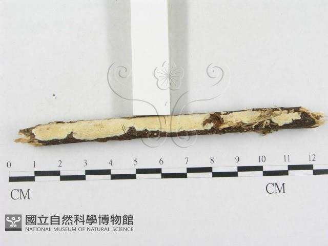 登錄號:F0002477藏品圖，第3張