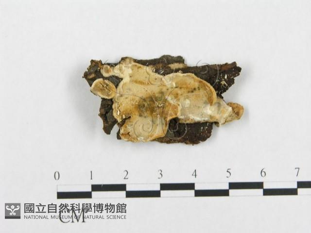 登錄號:F0017477藏品圖，第1張