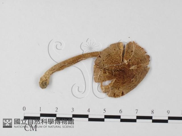 登錄號:F0005477藏品圖，第3張