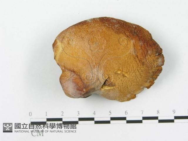 登錄號:F0015477藏品圖，第3張