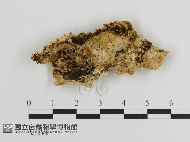 登錄號:F0009477藏品圖，第3張