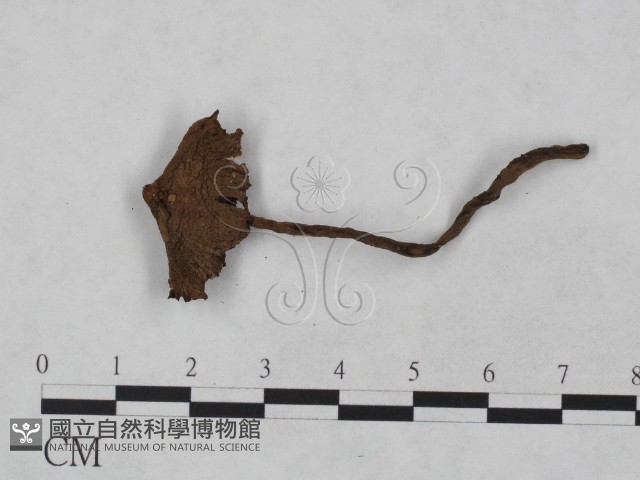 登錄號:F0023477藏品圖，第3張