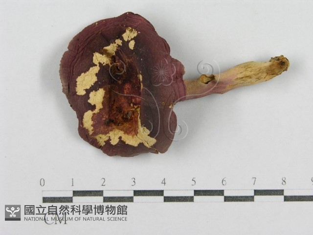 紅菇屬藏品圖，第3張