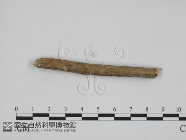 登錄號:F0013477藏品圖，第3張