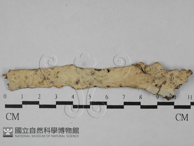 登錄號:F0028777藏品圖，第3張