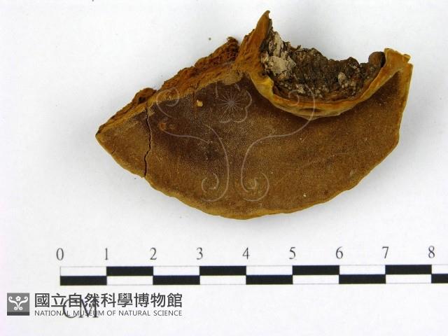 登錄號:F0008777藏品圖，第3張