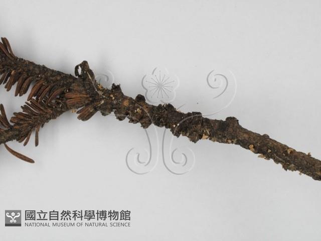登錄號:F0000777藏品圖，第3張