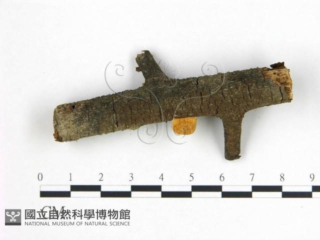 登錄號:F0010777藏品圖，第3張