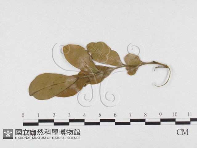 登錄號:F0026777藏品圖，第3張