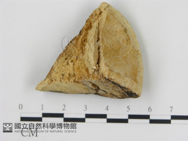 松生擬層孔菌藏品圖，第3張