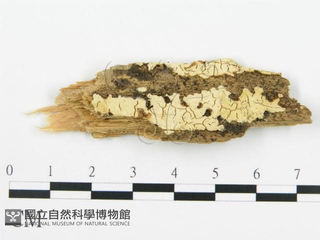 登錄號:F0016777藏品圖，第1張