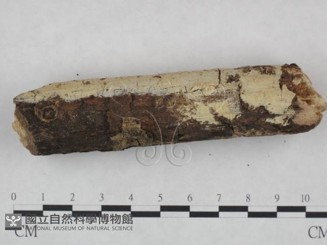 登錄號:F0021777藏品圖，第3張