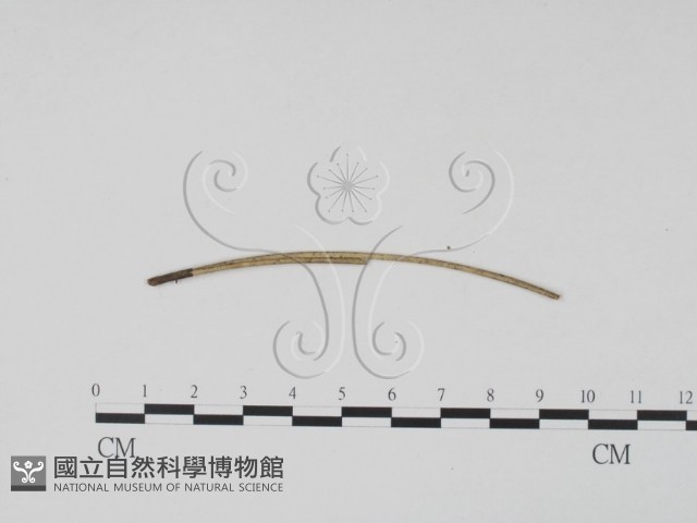 登錄號:F0011777藏品圖，第3張