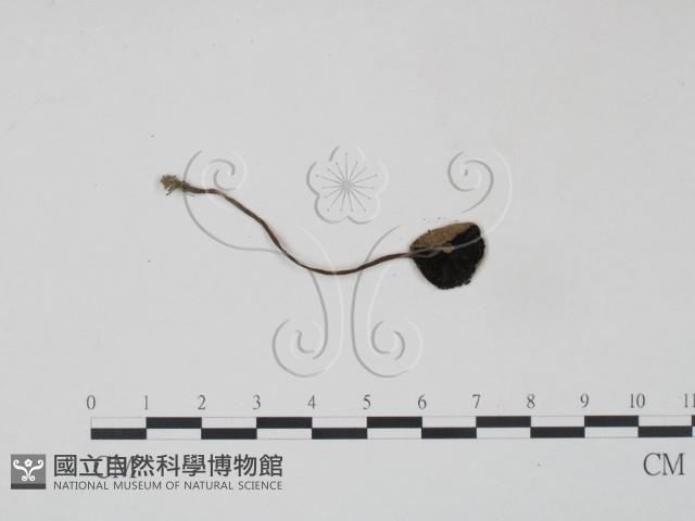 登錄號:F0004777藏品圖，第3張