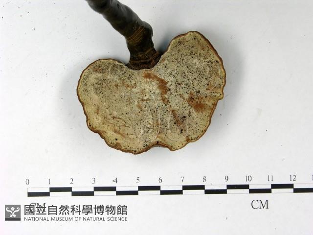 登錄號:F0022777藏品圖，第3張