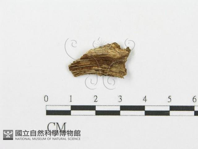 登錄號:F0002777藏品圖，第3張