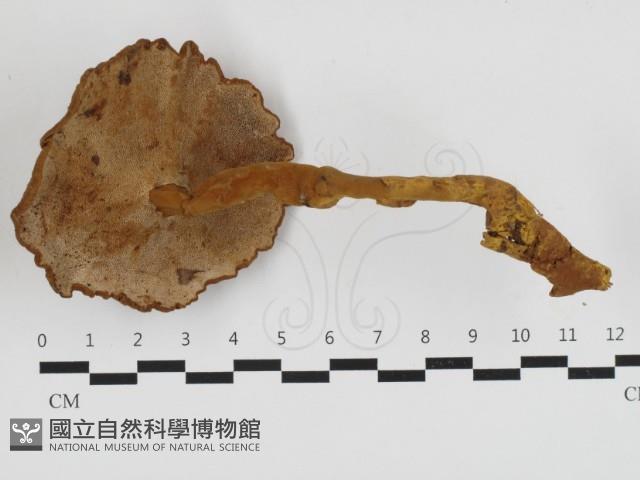 登錄號:F0032777藏品圖，第3張