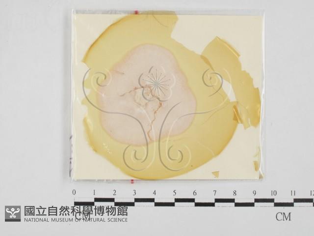 登錄號:F0027777藏品圖，第1張