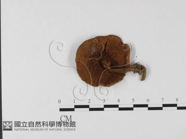 登錄號:F0025777藏品圖，第3張