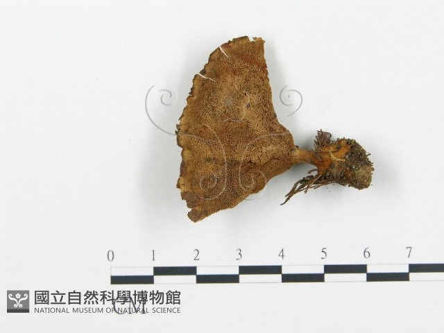 登錄號:F0005777藏品圖，第3張