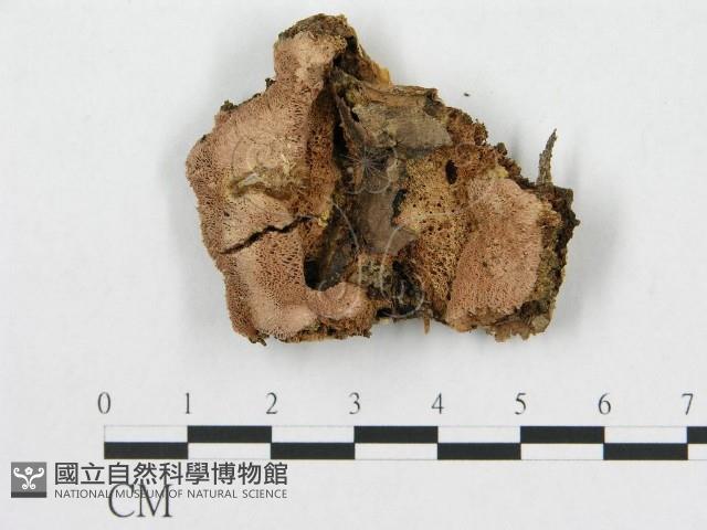 登錄號:F0015777藏品圖，第1張