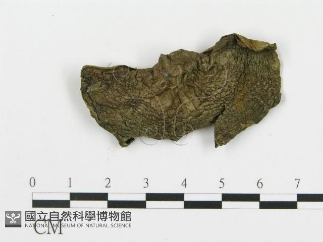 登錄號:F0019777藏品圖，第1張