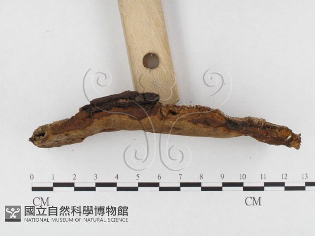 木層孔菌屬藏品圖，第3張