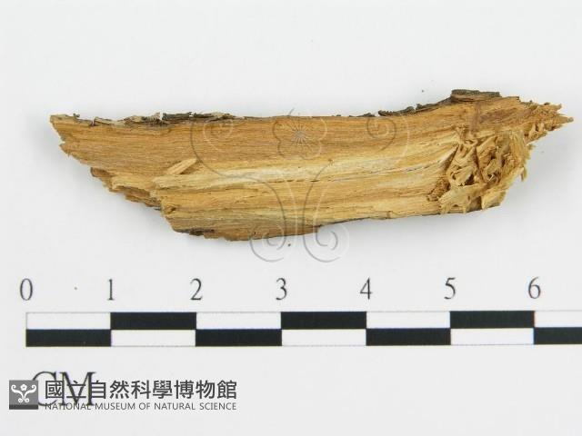 登錄號:F0016577藏品圖，第3張