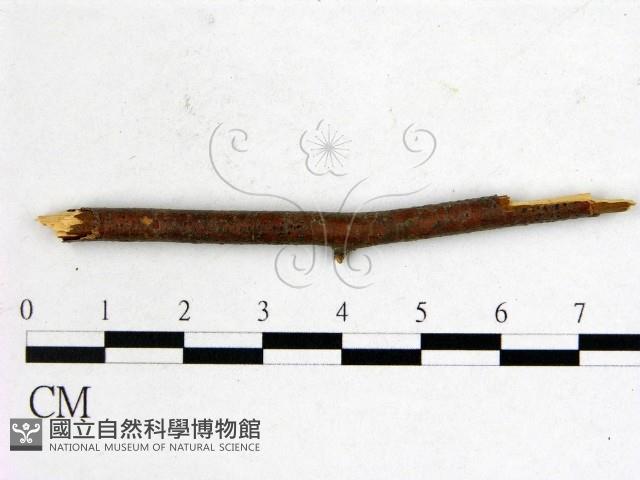 登錄號:F0011577藏品圖，第3張