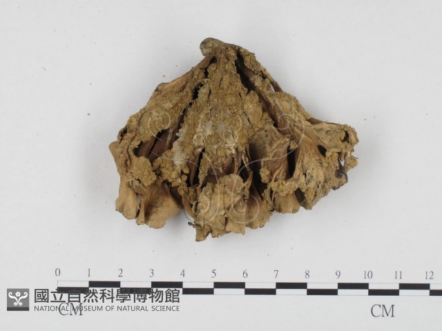 革菌屬藏品圖，第3張