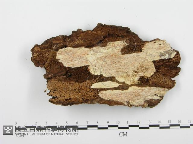 登錄號:F0004577藏品圖，第3張