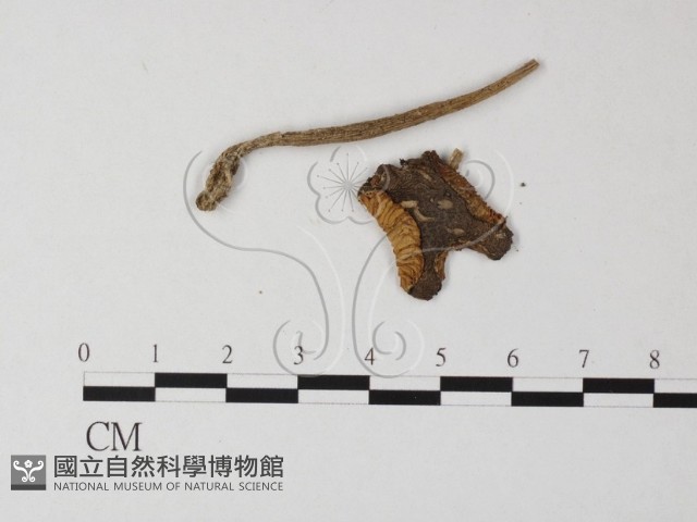 登錄號:F0014577藏品圖，第1張