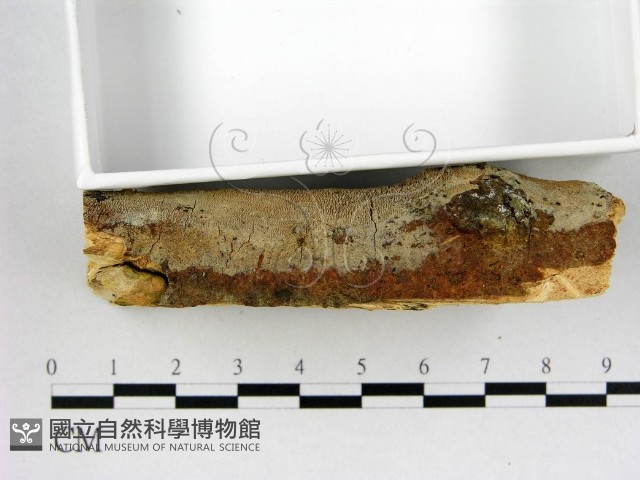 登錄號:F0022577藏品圖，第3張