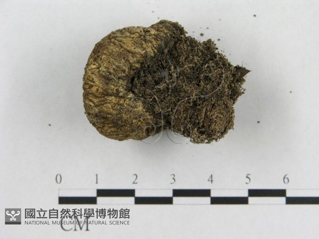 登錄號:F0005577藏品圖，第3張