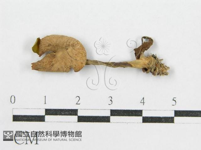 登錄號:F0003577藏品圖，第3張