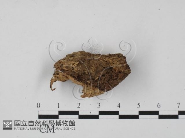 登錄號:F0020177藏品圖，第3張