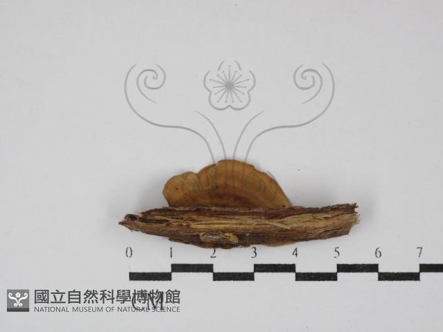 蠔韌革菌藏品圖，第3張