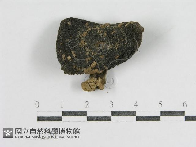 登錄號:F0011177藏品圖，第3張
