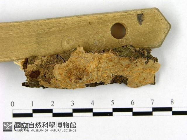 登錄號:F0004177藏品圖，第3張