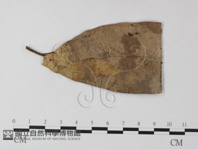小皮傘屬藏品圖，第3張