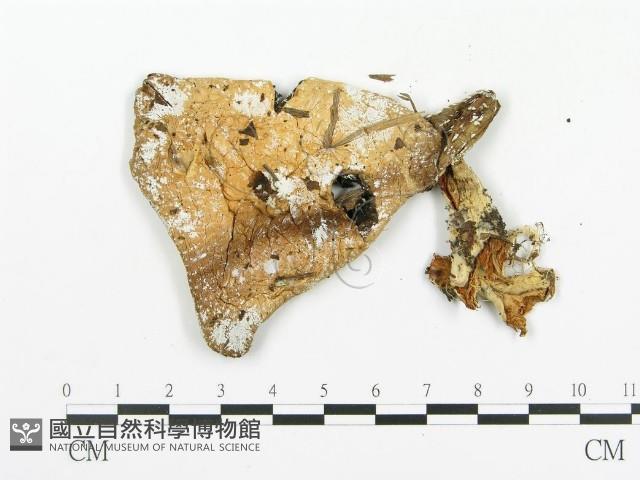 傘菌屬藏品圖，第3張