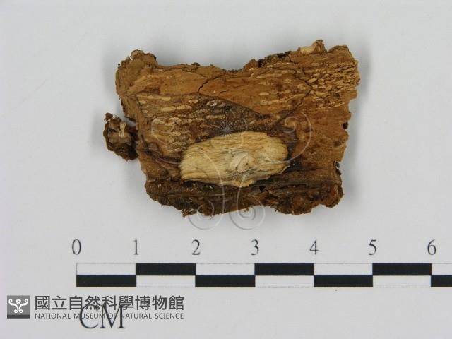 登錄號:F0007177藏品圖，第3張